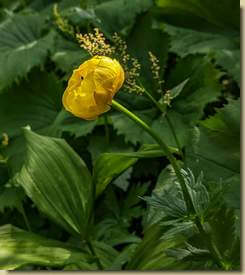 Trollius europaeus...