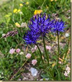 Phyteuma orbiculare...