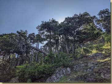 la caratteristica pineta presente su questo versante...