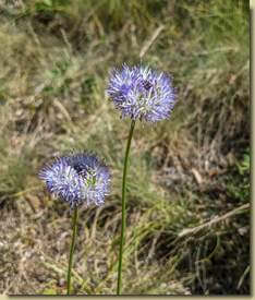 Jasione montana...
