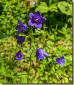 Campanula rotundifolia...