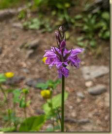 Dactylorhiza majalis...