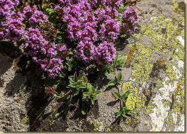 il profumato Timo...