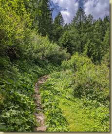 sentiero nel verde...