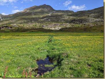 notevole fioritura...