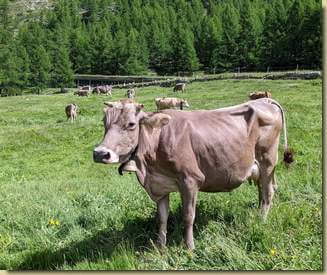 le immancabili mucche svizzere...