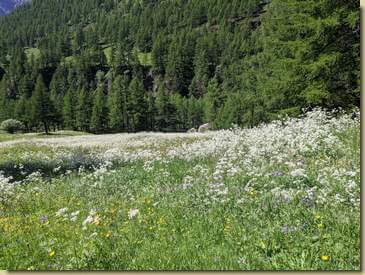 prati fioriti...