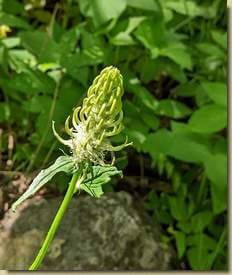 Phyteuma spicatum...