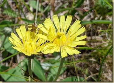Hieracium pilosella...