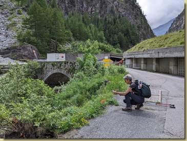 fioriture presso l'asfalto...