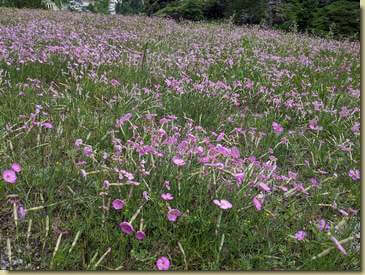 prato di Garofani fioriti...