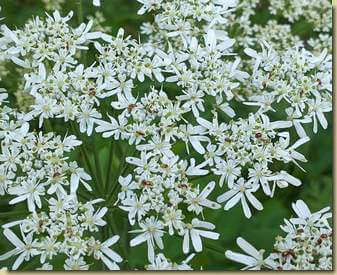 Heracleum sphondylium...