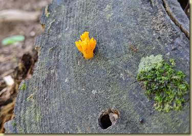 piccola Ditola gialla...