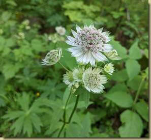 Astrantia major...
