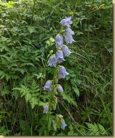 Campanula barbata...