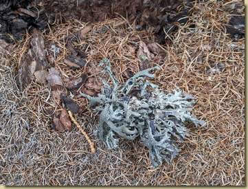 la vecchia Letharia vulpina...