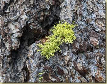 la nuova Letharia vulpina...