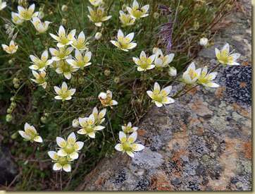 Saxifraga bryoides...