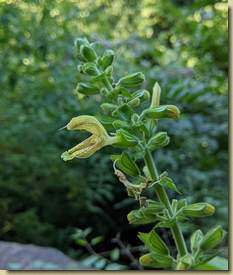 Salvia vischiosa...