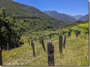 i vigneti...