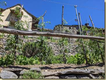 pomodori di Monteossolano...