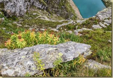 Rhodiola rosea...