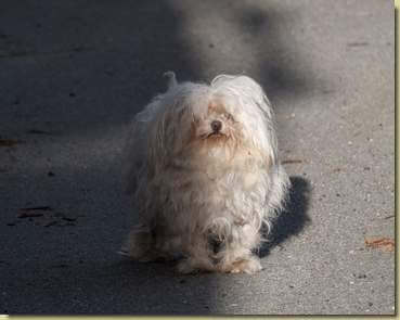 cagnolino di Vigino...