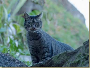 micio di Cimamulera...