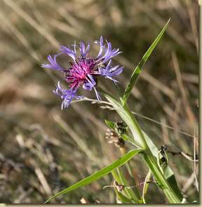 fiordaliso di Trionfetti...