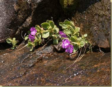 Primula hirsuta...