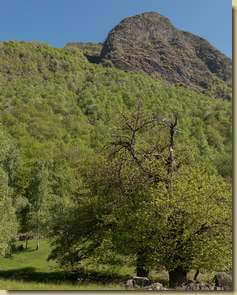 il bosco che sale a Pian degli Elbi...