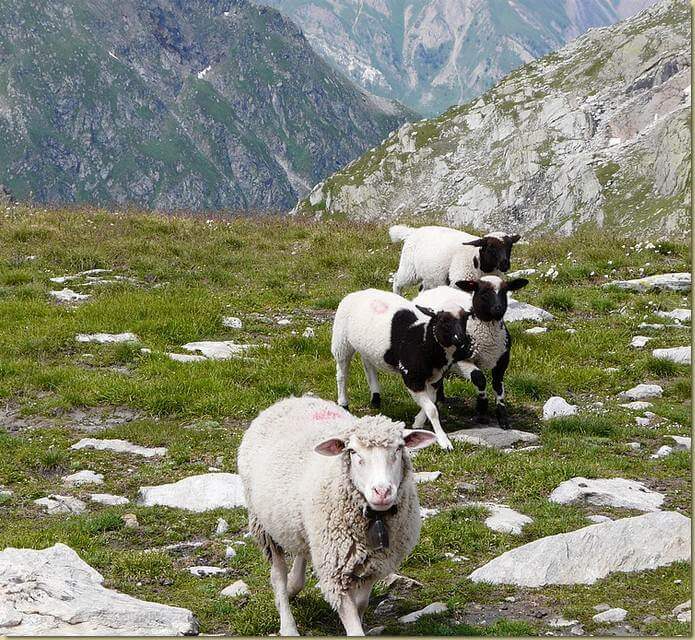pecore svizzere...