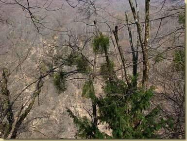 vischio nella Valle del Cavaglio...