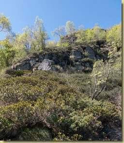 tra roccette e rododendri...