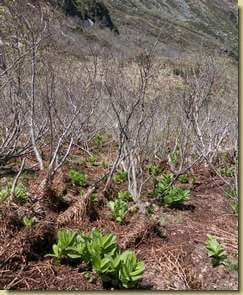 la natura si risveglia...