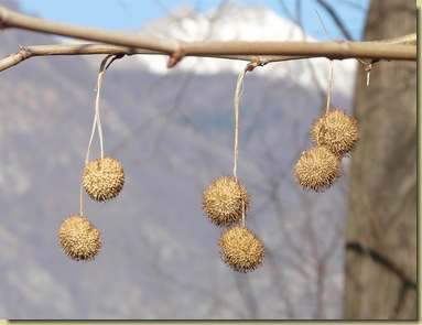 il frutto con i semi del platano...