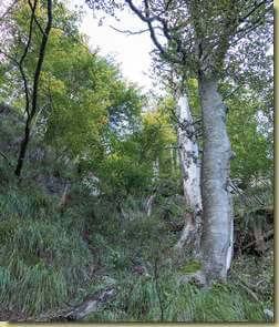 il pendio che sale a I Pian...