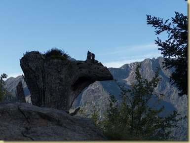 abitante del bosco...