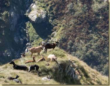 caprette su un poggio panoramico...