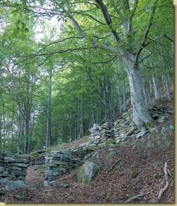 ruderi nella faggeta...